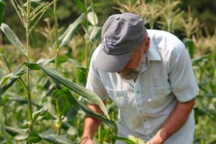 new_melleray_corn_1 - 1