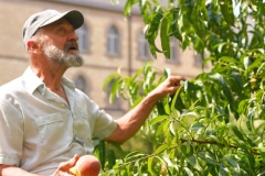 new_melleray_peaches_1 - 1